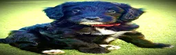 Bordoodle dogs for sale: F1b Bordoodle Puppies - Advert 10