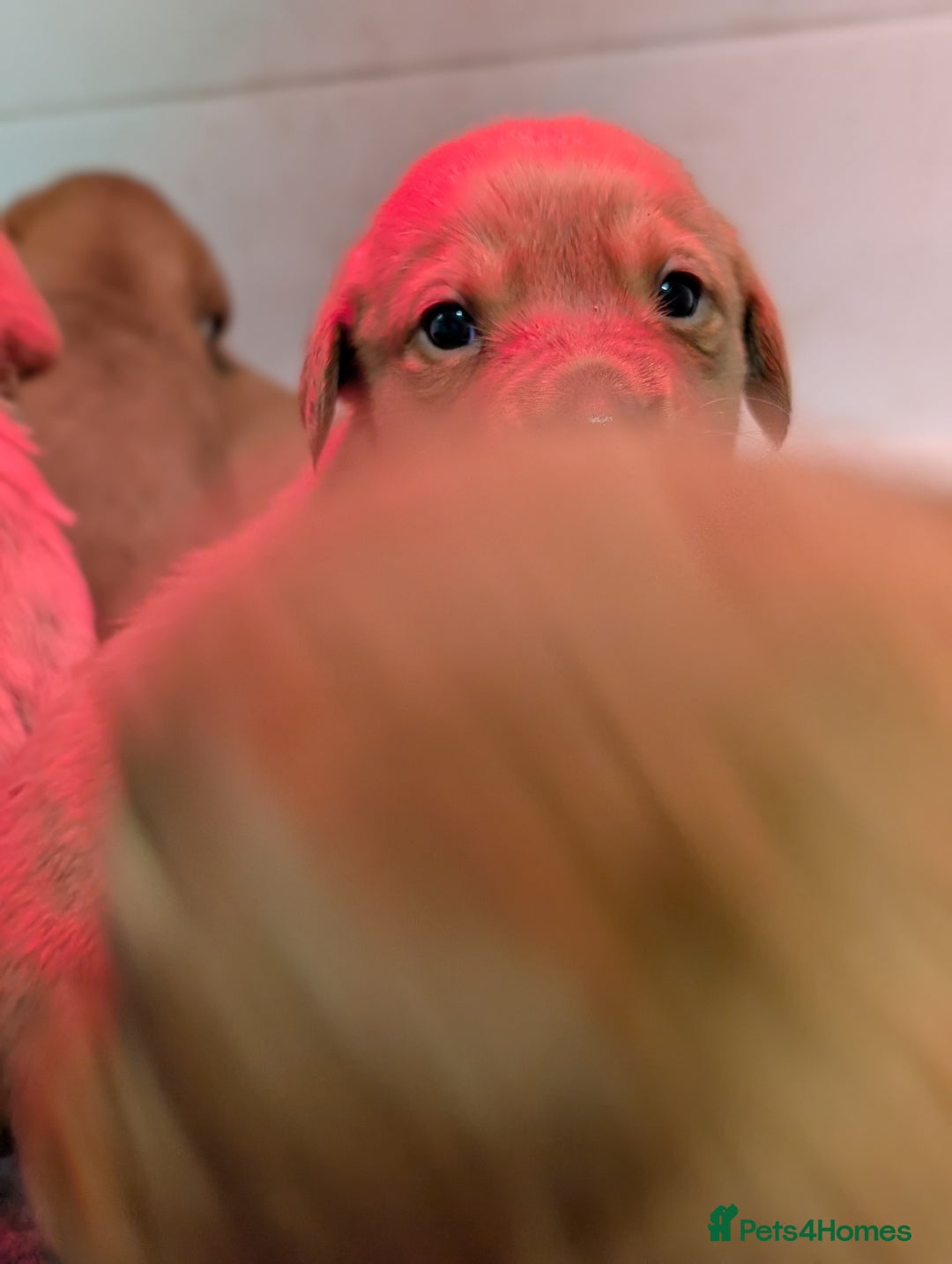 Labrador Retriever dogs for sale: Fab KC Fox Red Pups - 4* Higher Standard Breeder - Advert 5