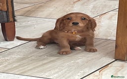 Cavalier King Charles Spaniel dogs for sale: Stunning girls and boys - Image 8