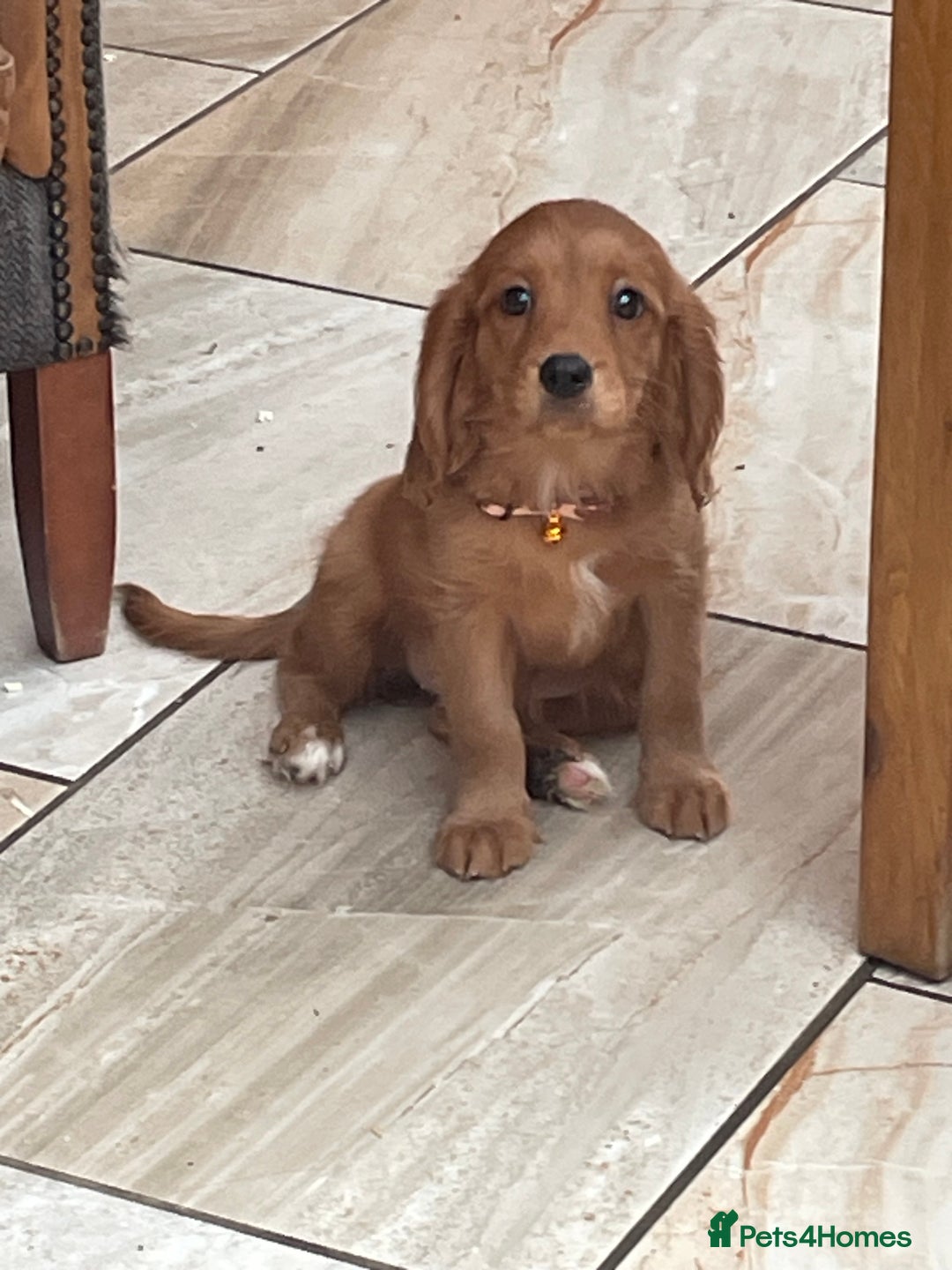 Cavalier King Charles Spaniel dogs for sale: Stunning girls and boys - Image 8
