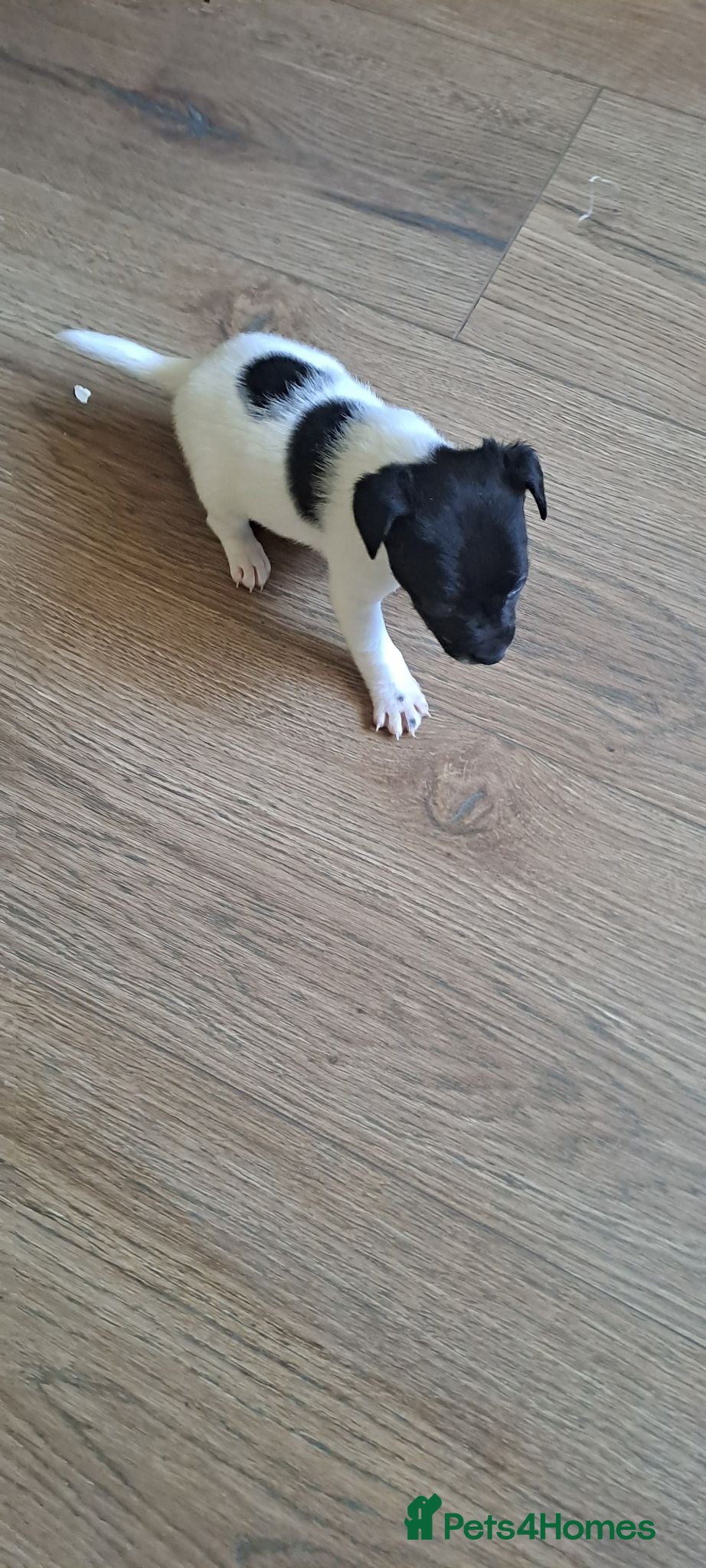 Jack Russell dogs Jack russell terrier - Advert 1