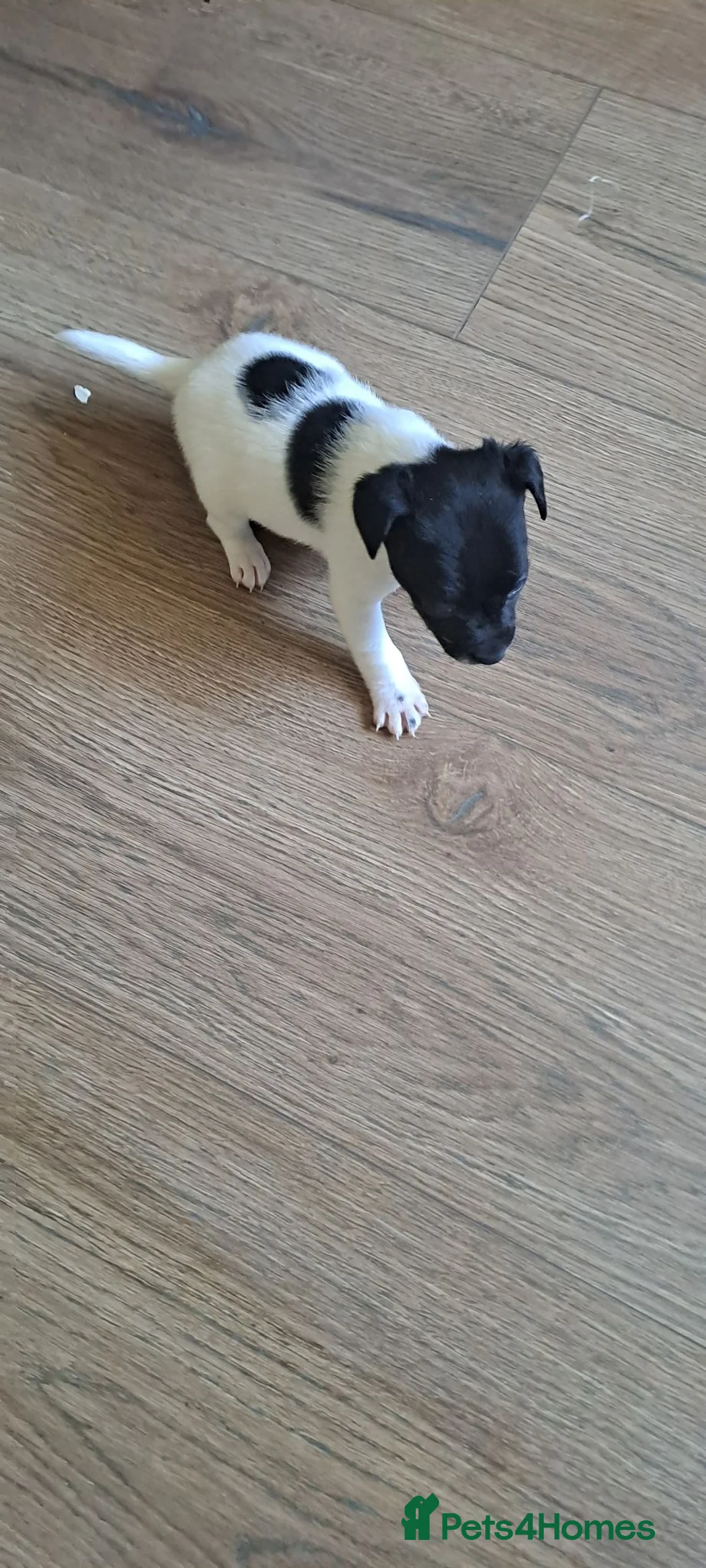 Jack Russell dogs for sale: Jack russell terrier in Dudley - Advert 1