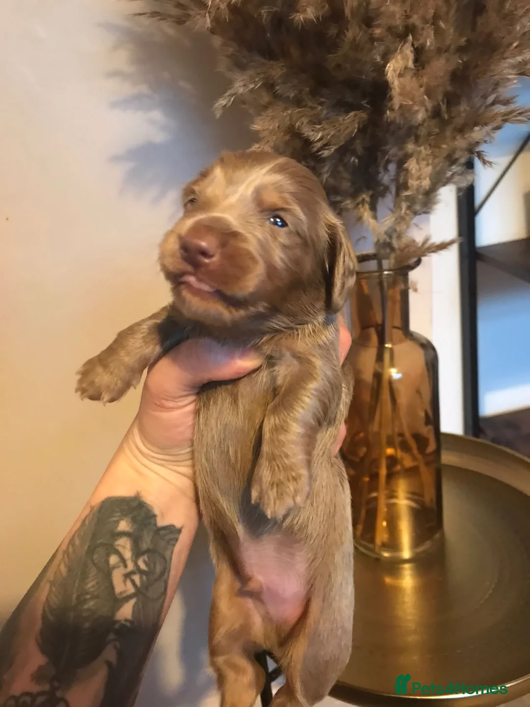 Miniature Dachshund dogs for sale: Three miniature long haired dachshunds  - Advert 5