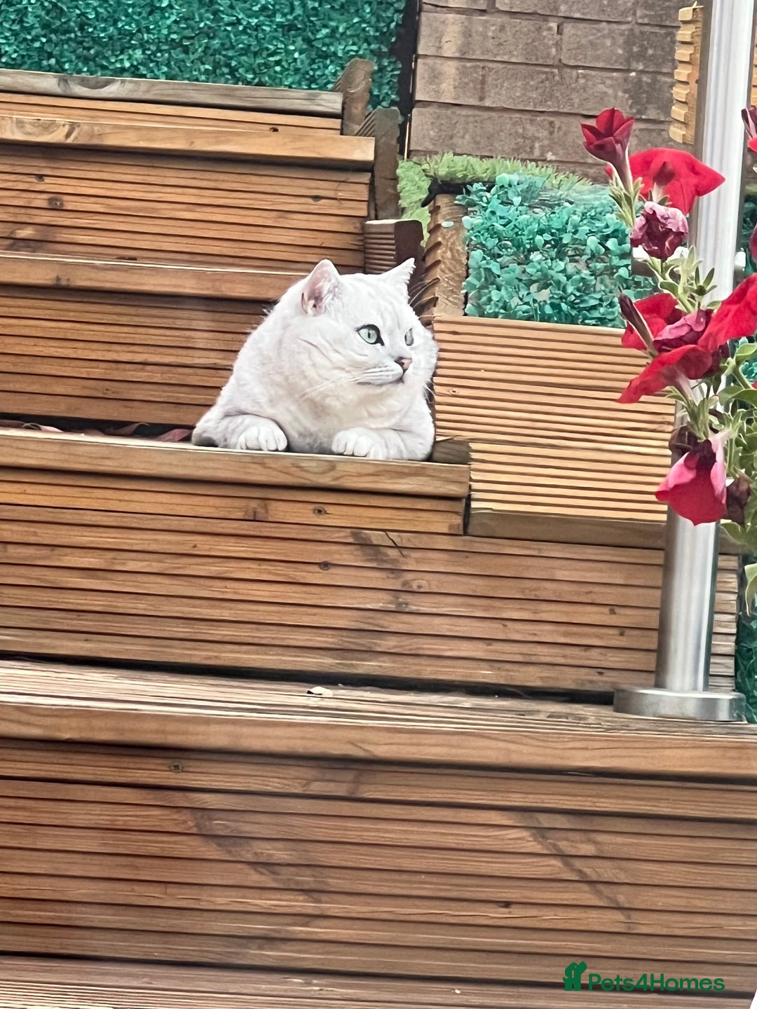 British Shorthair cats for sale: BSH Silver Tabby kittens for Sale! - Image 8