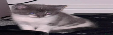 Mixed Breed Kitten 3