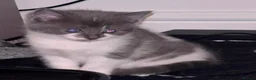 Mixed Breed cats for sale: Kittens for sale  - Advert 5