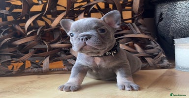French Bulldog dogs READY FROM THIS WEEKEND! - Isabella’s & Lilacs - Advert 5