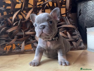 French Bulldog dogs READY FROM THIS WEEKEND! - Isabella’s & Lilacs - Advert 12