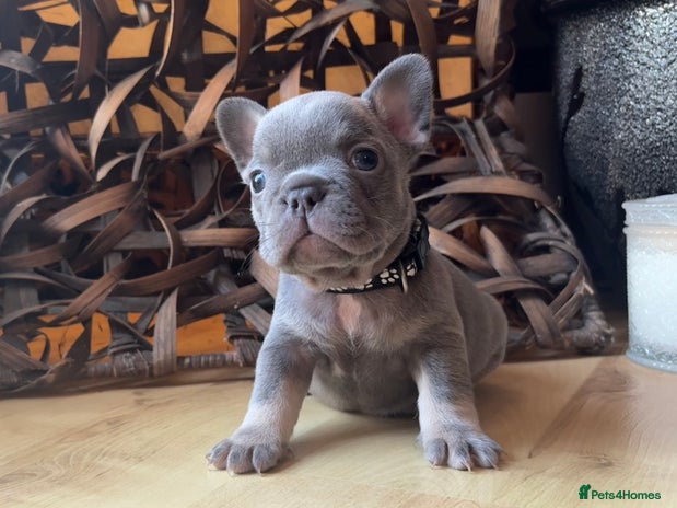 French Bulldog dogs READY FROM THIS WEEKEND! - Isabella’s & Lilacs - Advert 1