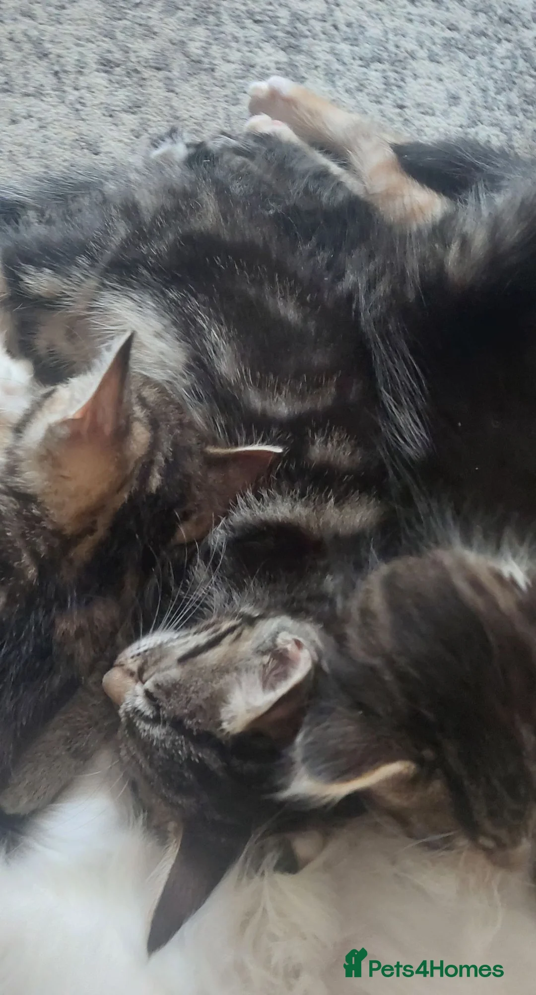 Mixed Breed cats for sale: 4 kittens girl - Advert 2