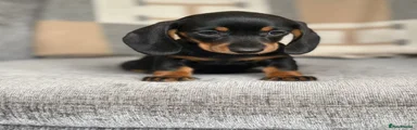 Miniature Dachshund Puppy 3