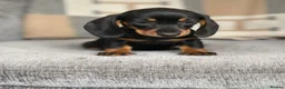 Miniature Dachshund dogs for sale: lovely Miniature Smooth Dachshund puppies  in Livingston - Advert 6