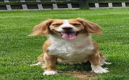 Cocker Spaniel dogs for sale: Cocker spaniel pups - Image 1