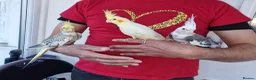 Budgerigars birds for sale: Super hand tamed baby budgies for sale  - Advert 3