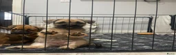 Mixed Breed dogs for sale: Mixed breed puppies looking for family homes - Advert 12