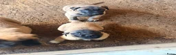 Anatolian Shepherd dogs for sale: 8 beautiful Antonian Shepherd pups  - Advert 13