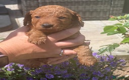 Cockapoo dogs for sale: Cockapoo puppy - Image 3