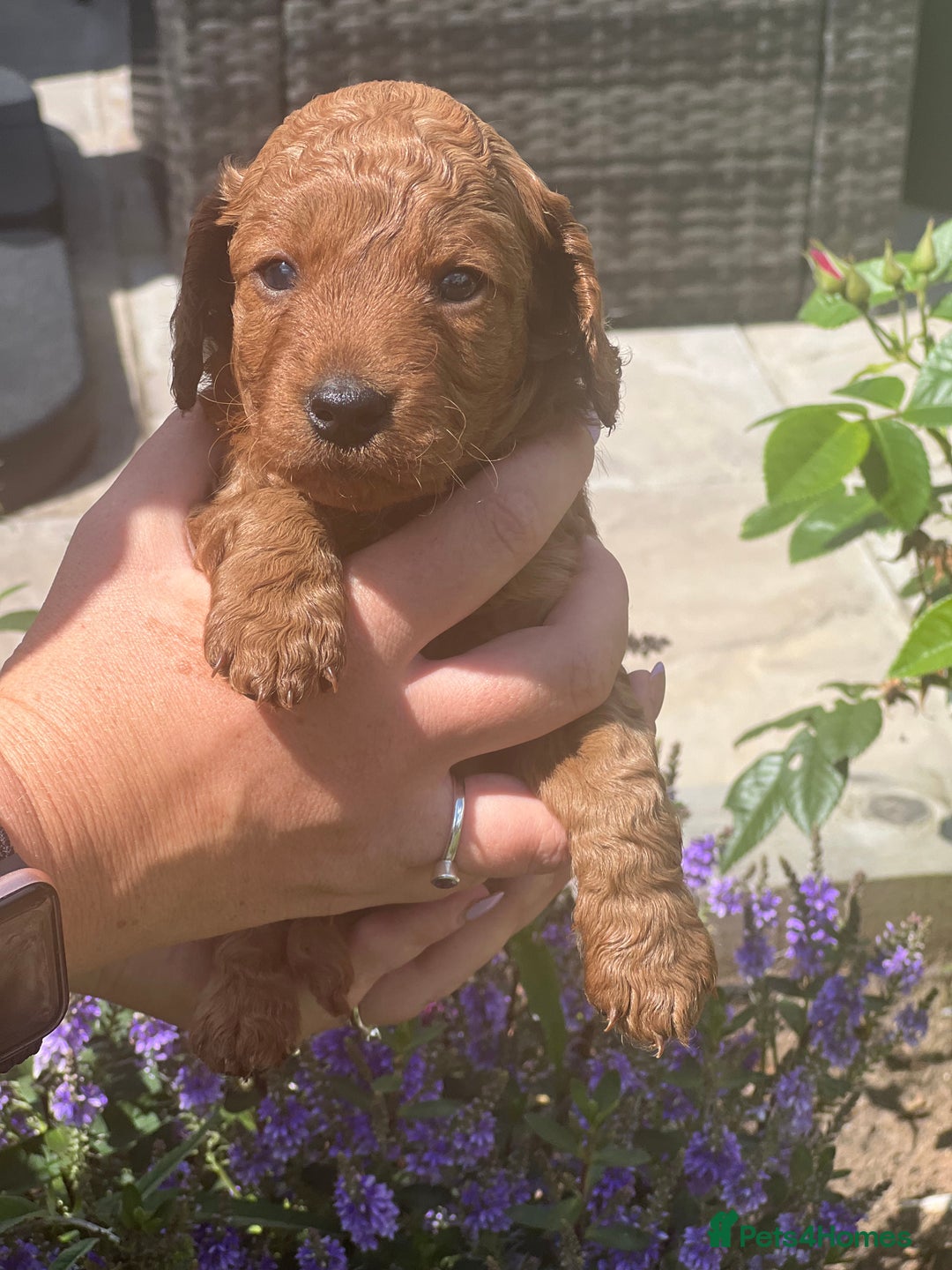 Cockapoo dogs for sale: Cockapoo puppy - Image 3