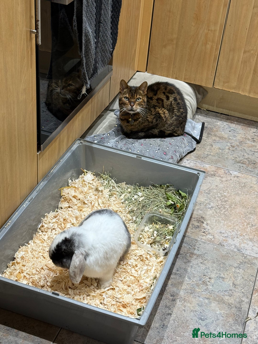 Mini Lop rabbits for sale: Patch Adams babies for reservation - Advert 4