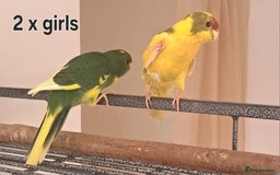 Parakeets birds for sale: Baby kakariki  - Image 4