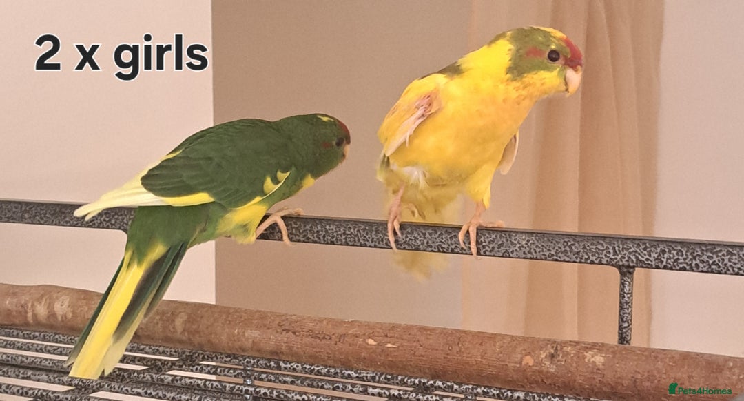 Parakeets birds for sale: Baby kakariki  - Image 4