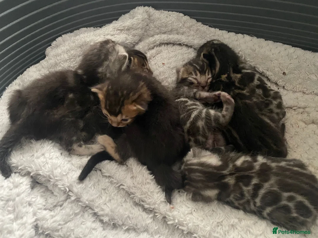 Bengal cats for stud: Impressive Stud Bengal TICA WCF reg in Harlow - Advert 33