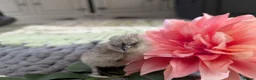 Chickens poultry for sale: Beautiful champion bloodline blue silkies  - Advert 15