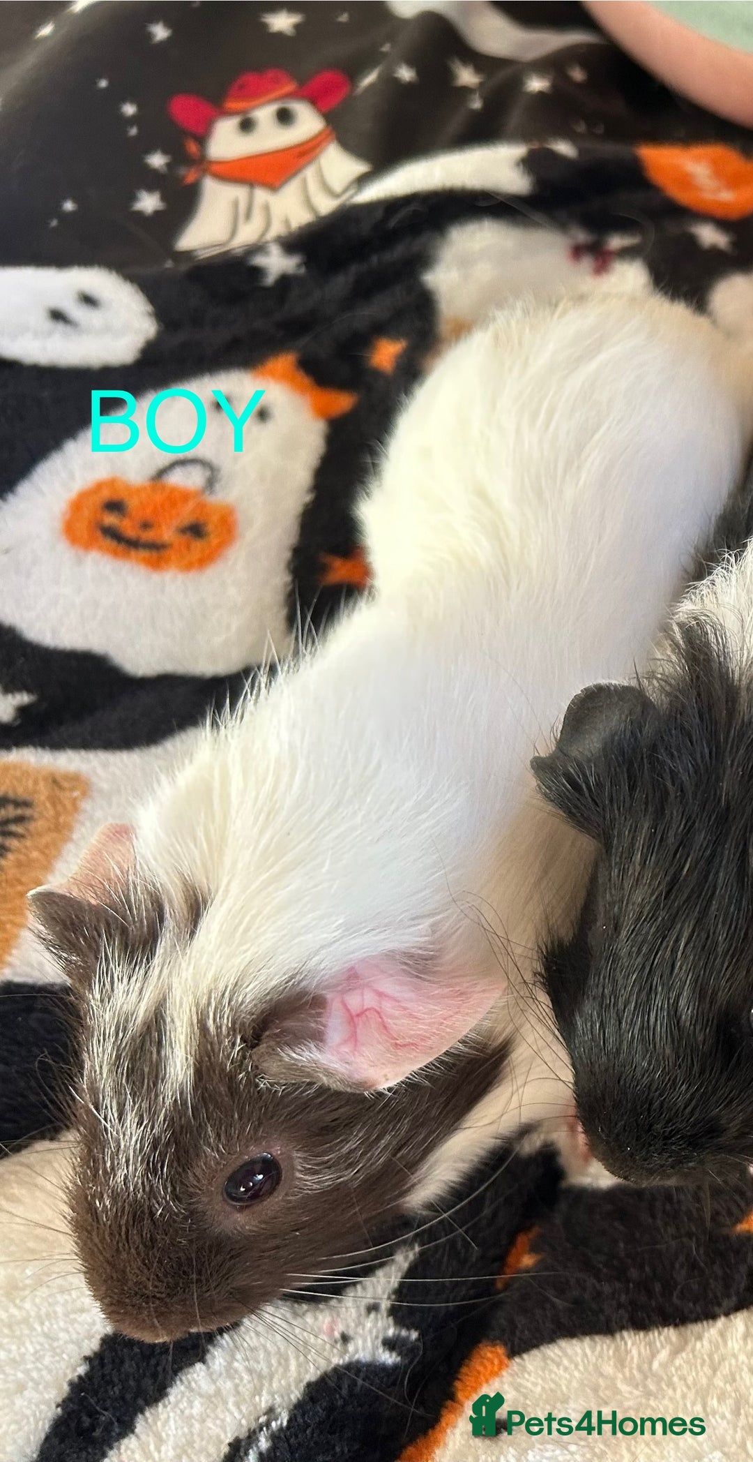 Guinea Pig rodents for sale: male Guinea pigs for sale  - Image 2