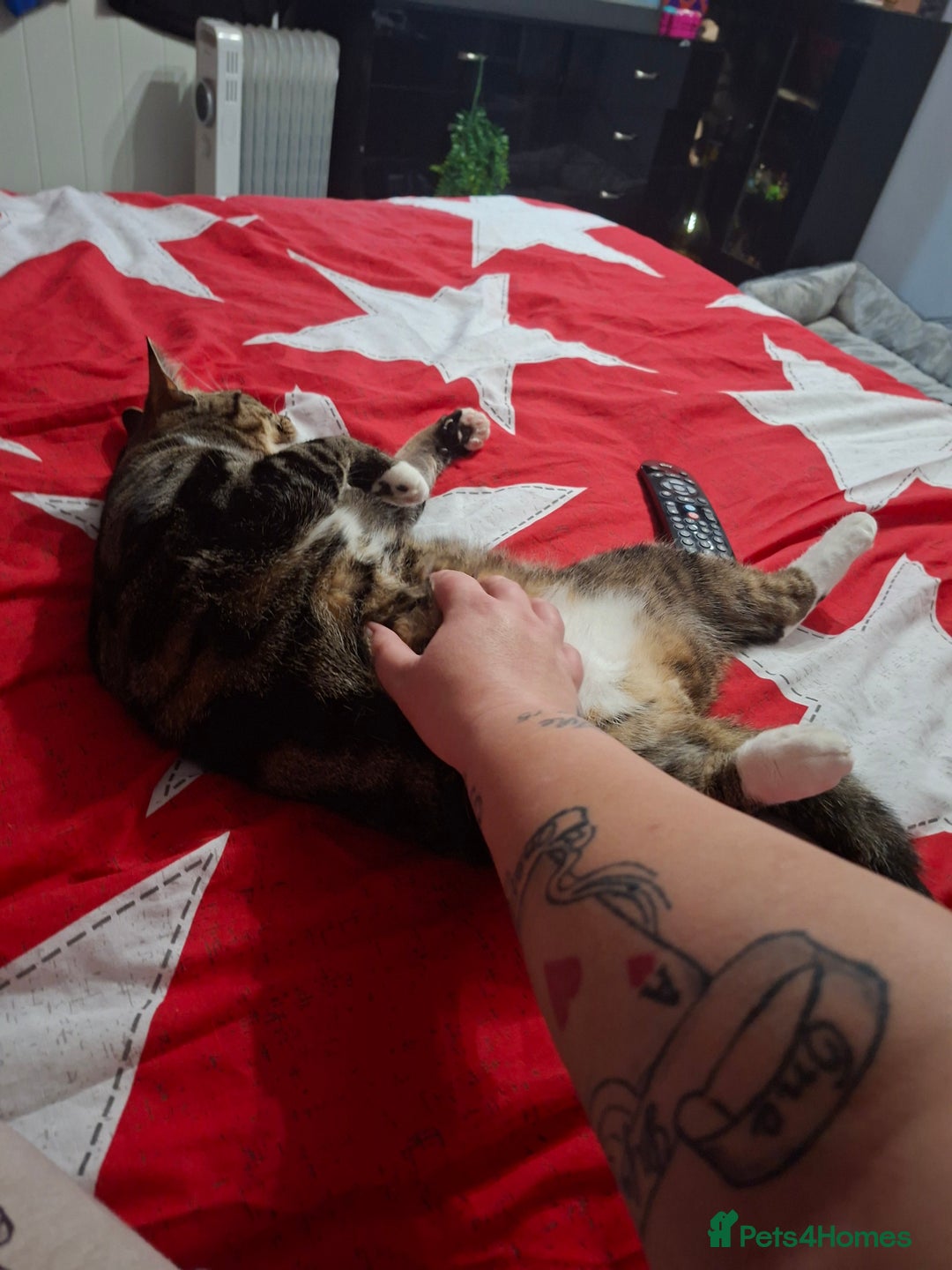 Domestic Shorthair cats for sale: Male and female - Advert 9