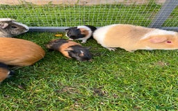 Guinea Pig rodents for sale: Sweet baby male guinea pigs!  - Image 5