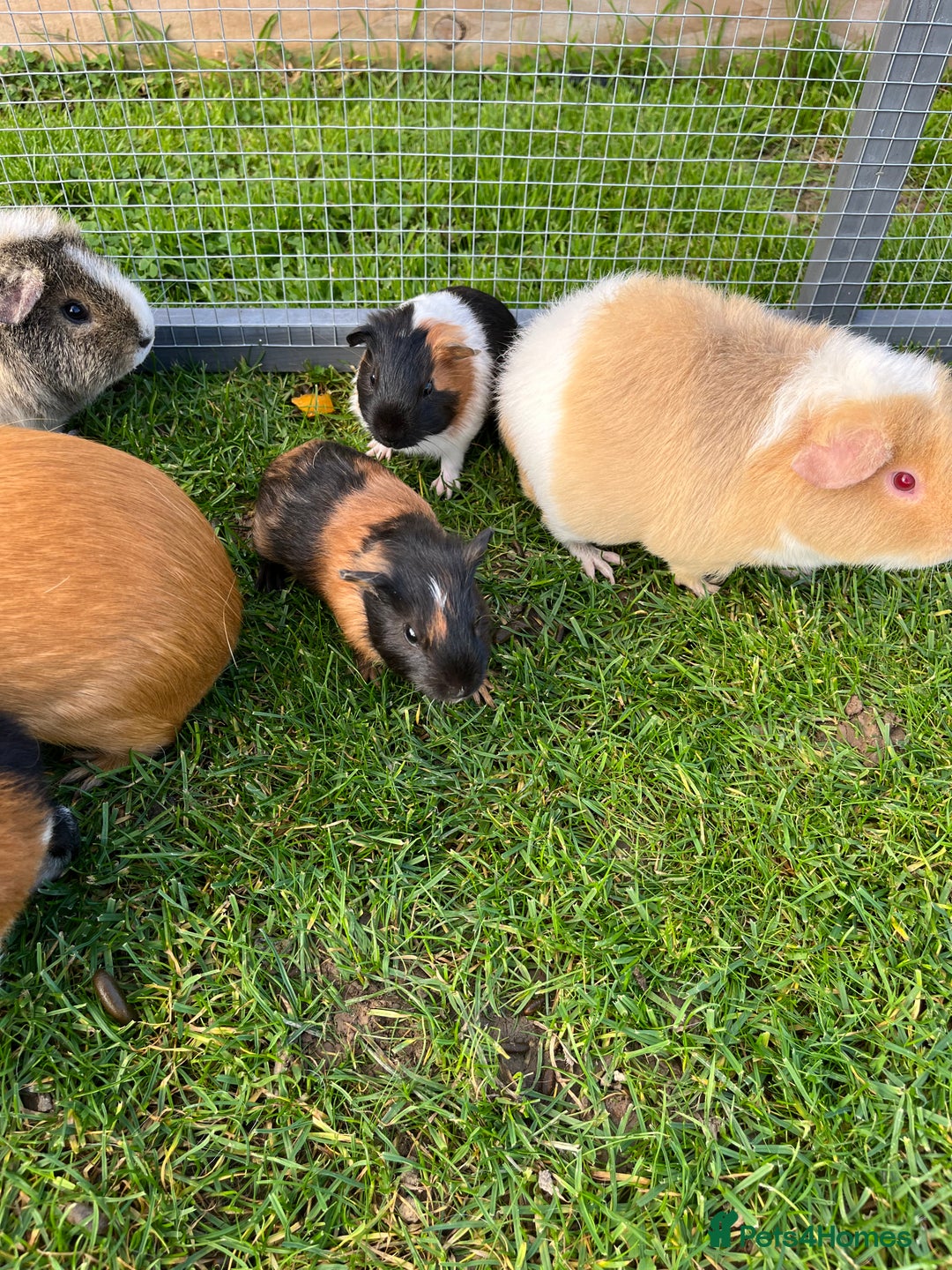 Guinea Pig rodents for sale: Sweet baby male guinea pigs!  - Image 5