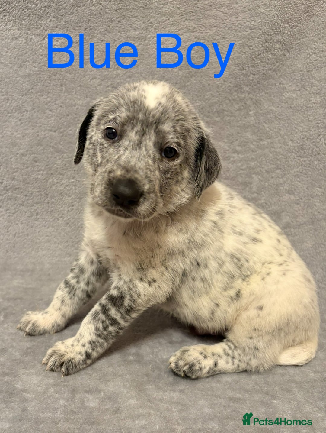 Mixed Breed dogs for sale: Pyrematian puppies - Advert 24