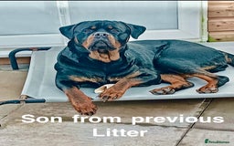 Rottweiler dogs for sale: 🏆(Kc)Champion bloodline Rottweiler puppies. - Image 19