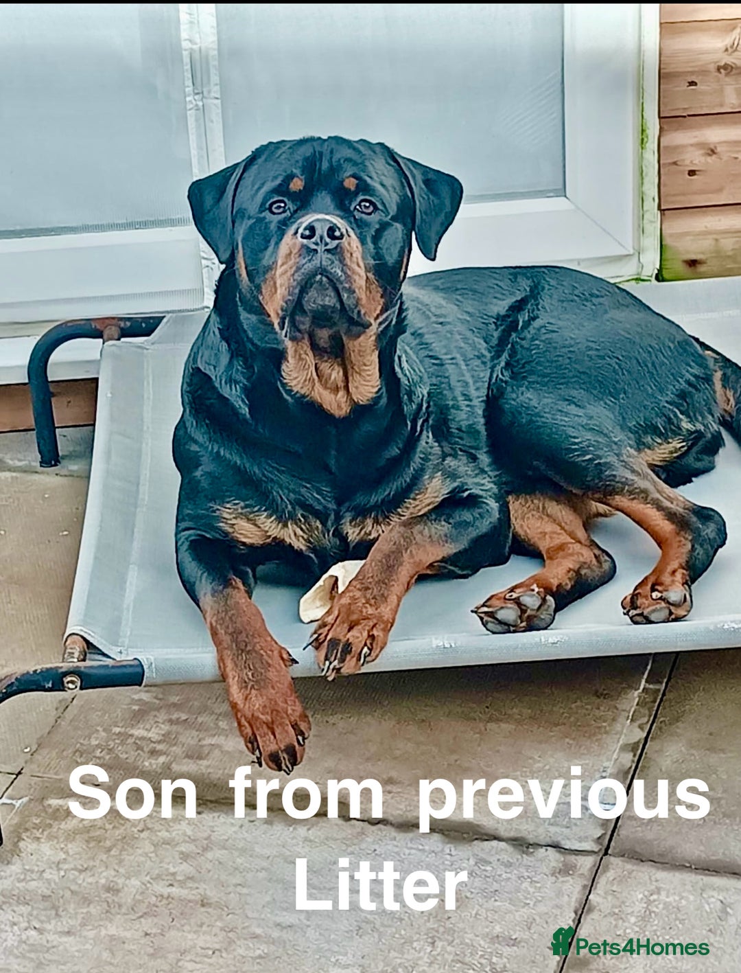 Rottweiler dogs for sale: 🏆(Kc)Champion bloodline Rottweiler puppies. - Image 19