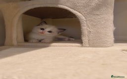 Ragdoll cats for sale: Pure Ragdoll kitten for sale  - Image 1