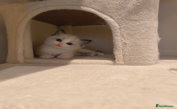 Ragdoll cats - Advert 1