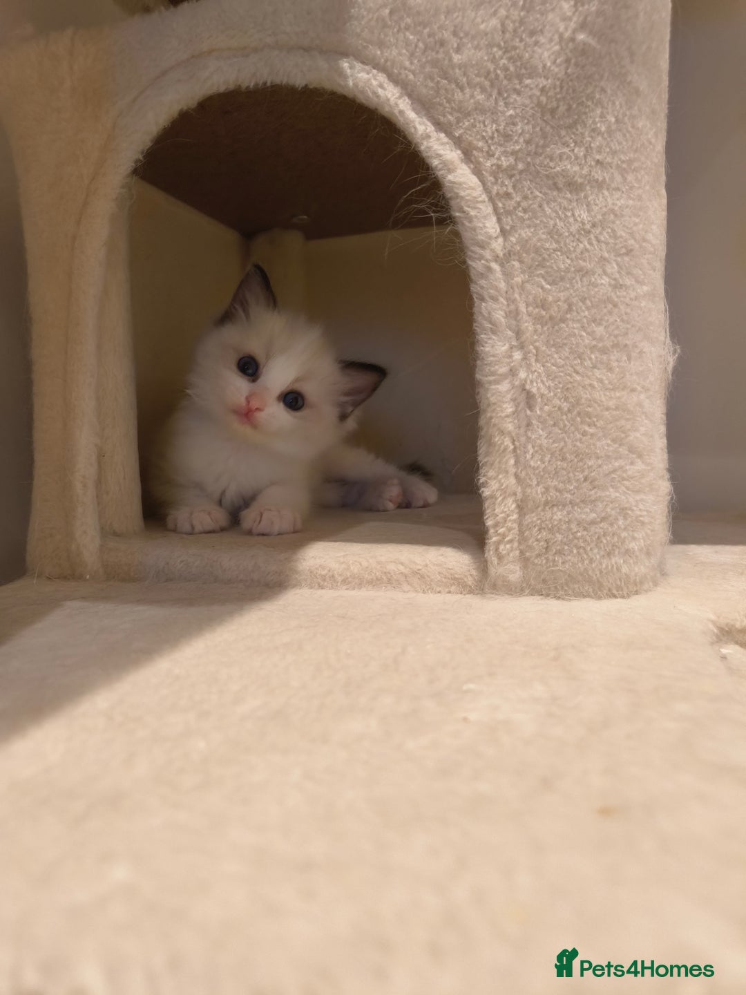 Ragdoll cats for sale: Pure Ragdoll kitten for sale  - Image 1