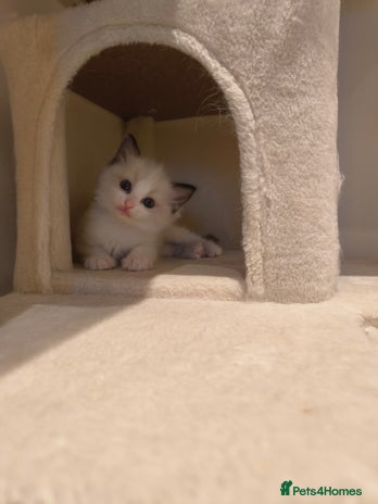 Ragdoll cats - Advert 7