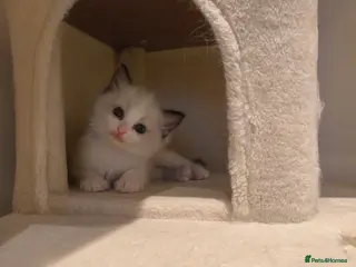 Ragdoll cats Pure Ragdoll kitten for sale - Advert 6