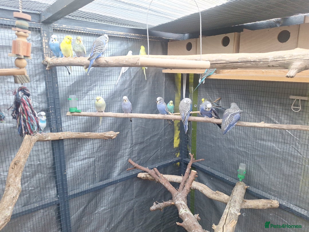 Budgerigars birds for sale: budgies for sale birmingham. - Image 5