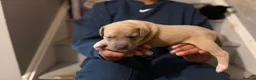 Staffordshire Bull Terrier dogs for sale: Beautiful long legged Staff Litter - Advert 16