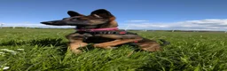 Belgian Shepherd Dog dogs for sale: 8 month old Belgian malinois  in Chesterfield - Advert 5