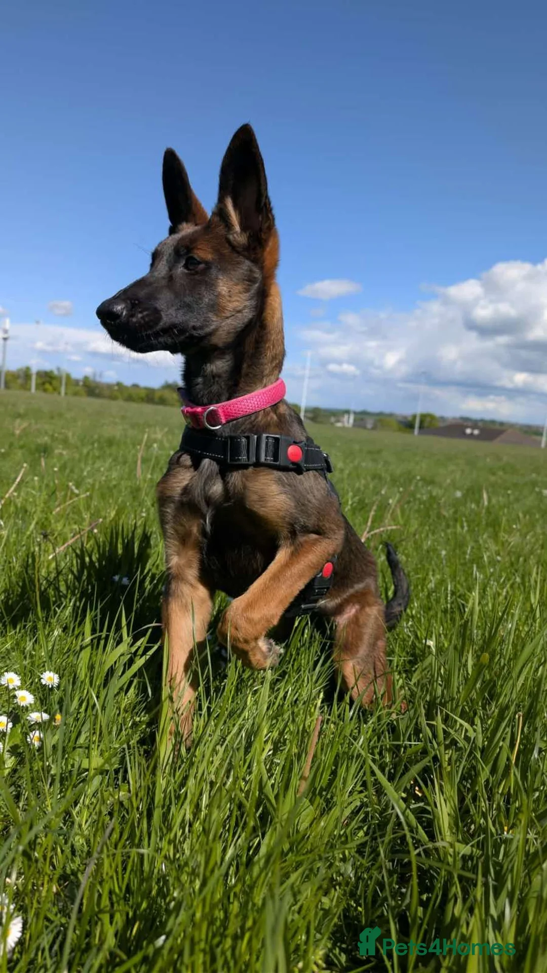 Belgian Shepherd Dog dogs for sale: 8 month old Belgian malinois  in Chesterfield - Advert 5