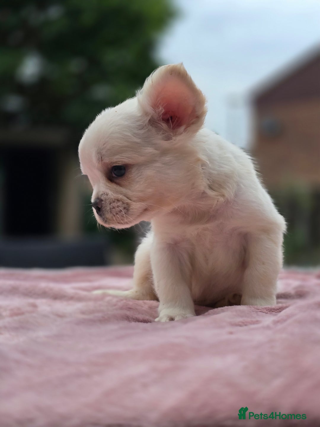 French Bulldog dogs for sale: Fluffy french bulldogs carrying Pink - Image 14