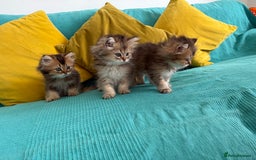 British Longhair cats for sale: British Longhair kittens - Image 7