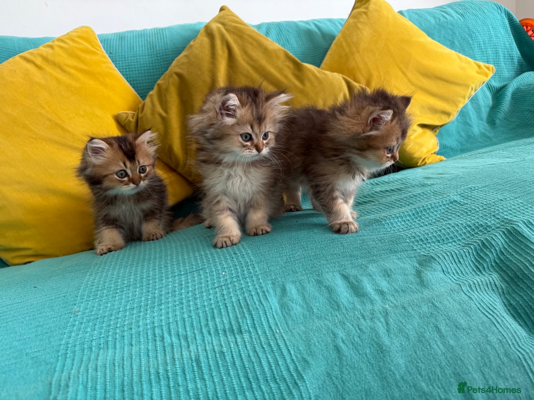 British Longhair cats for sale: British Longhair kittens - Image 7