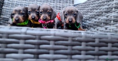 Miniature Dachshund dogs - Advert 9