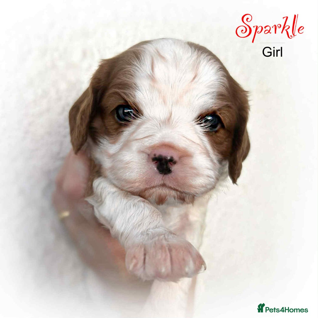 Cavalier King Charles Spaniel dogs for sale: Beautiful Cavalier King Charles Puppies - Advert 4