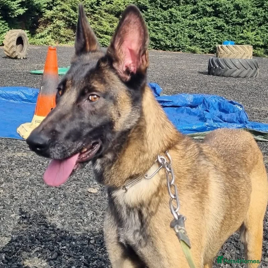 Belgian Shepherd Dog dogs for adoption: HALLIE - Advert 3
