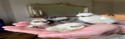 Chickens poultry for sale: 🩶🐣DAY OLD SILKIE CHICKS 🐣 🩶 - Advert 3